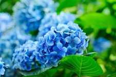 blue-hydrangea-flower-1527890100.jpg