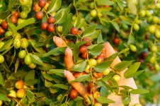 chinese-date-ziziphus-jujuba-commonly-called-jujube-red-date-hanging-branch-harvest_955139-385...jpg
