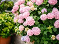 Pink-hydrangea-2240453456.jpg