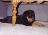 Rotty22