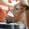TXHorns99